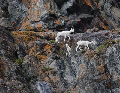 Dall's Sheep