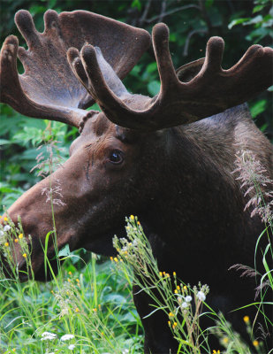 Bull Moose