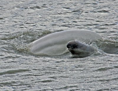 Baby Beluga Whale