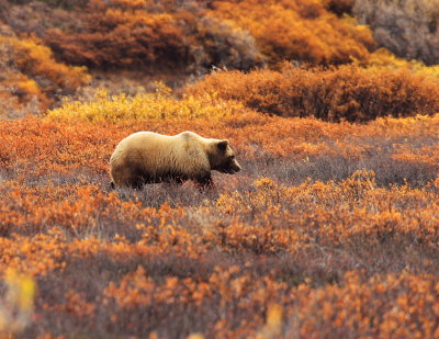 Wild Alaska Bears