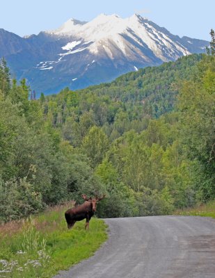 Knick River Road Moose