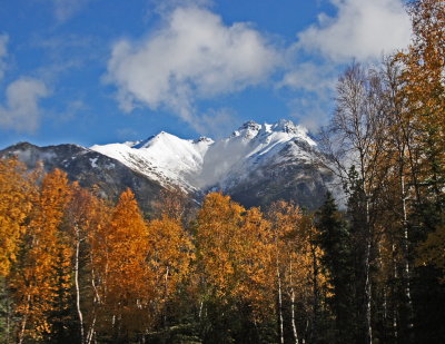 Alder Yard
