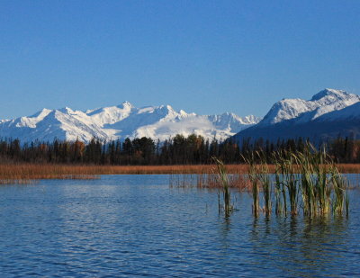 Reeds