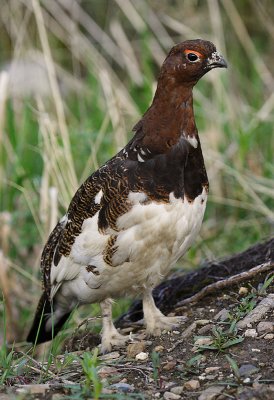 Willow Ptarmigans