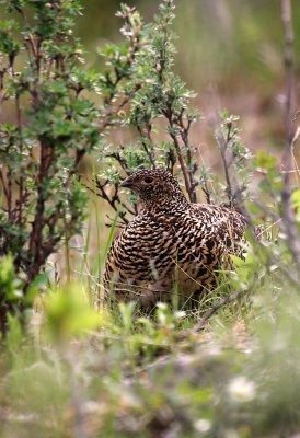 Willow Ptarmigan