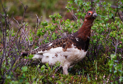 Male Willow Ptarmigan
