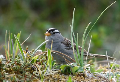 Gambells White-crowned Sparrow