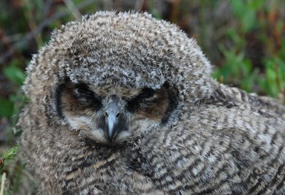 Great Horned Owls