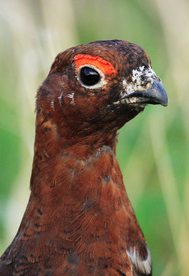 Willow Ptarmigans