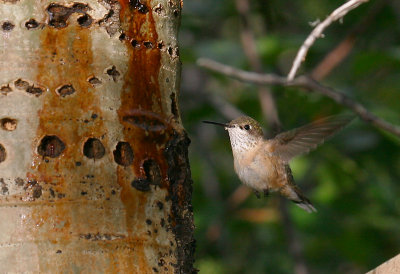 Birds of Idaho