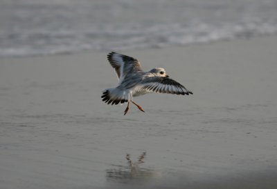 080626yb Piping Plover Charadrius melodus The Meadows Cape May.jpg