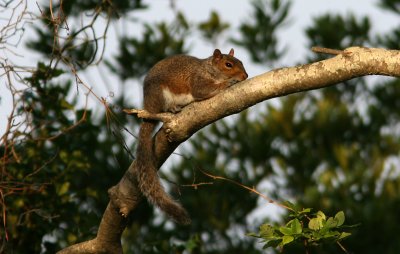 080627ac Red Squirrel Tamiasciurus hudsonicus Cape May Point State Park.jpg
