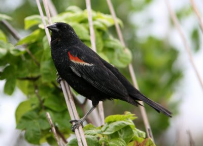 080627p Red-winged Blackbird Agelaius phoeniceus Nummys Island.jpg