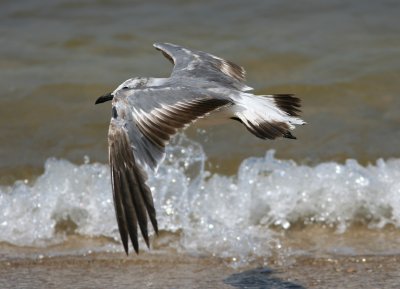 080628ga Laughing Gull Larus atricilla 2 cy Higbee Beach.jpg