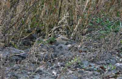 Black-throated Accentor Prunella atrogularis Viarp Scania 091024a.jpg