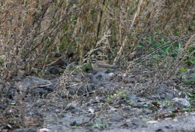 Black-throated Accentor Prunella atrogularis Viarp Scania 091024b.jpg