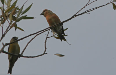 Mindre korsnbb Loxia curvirostra male Vsterskog 091031a.jpg