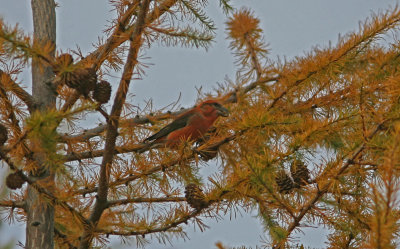 Strre korsnbbLoxia pytyopsittacus male Vsterskog 091031.jpg