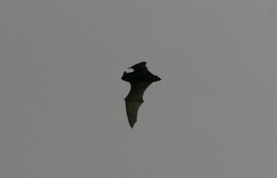 Bat sp Lomma Kustdammar 091031_redigerad-1.jpg