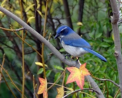 Blue Jay