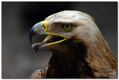 Aigle Royal / Golden Eagle
