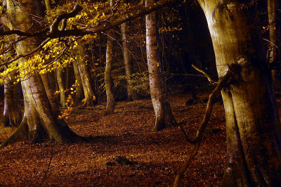 16th November 2009 leaves