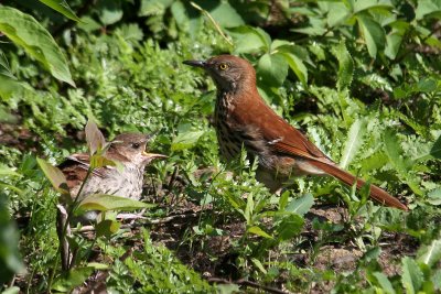 Brown Thrasher and young
