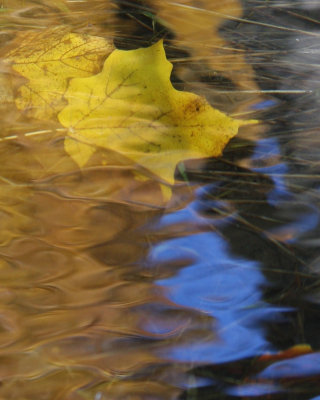 Yellow leaf in stream