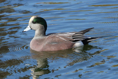 American Wigeon (male)