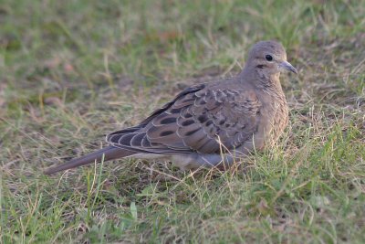 Mourning Dove