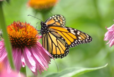 Monarch on purple coneflower