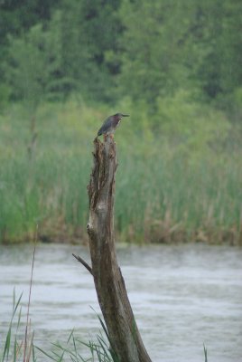 Green Heron in the rain