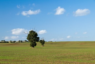 Lone Trees