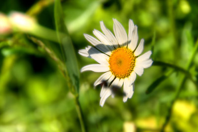 Bellis Perennis 1