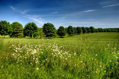 Summer Meadow
