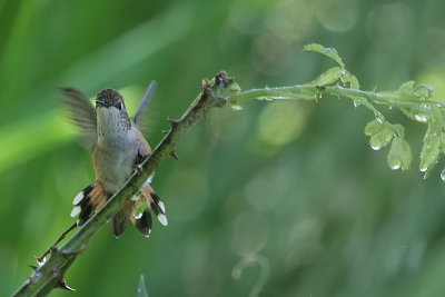 Rufous Hummingbird Takes a Shower
