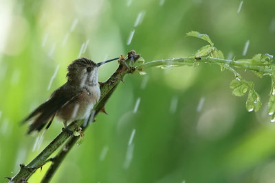 Rufous Hummingbird Takes a Shower