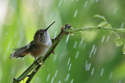 Rufous Hummingbird Takes a Shower