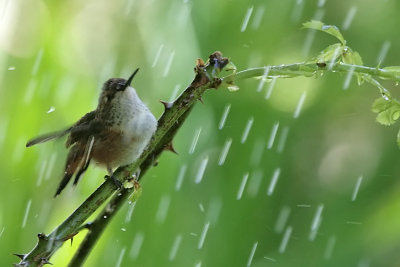 Rufous Hummingbird Takes a Shower