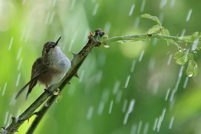 Rufous Hummingbird Takes a Shower