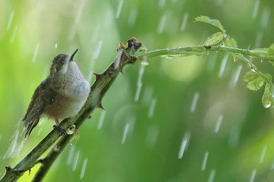 Rufous Hummingbird Takes a Shower
