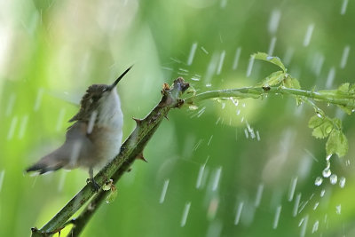 Rufous Hummingbird Takes a Shower
