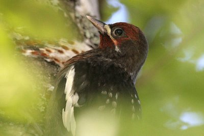 Red-breasted Sapsucker