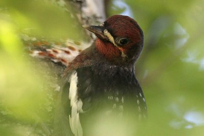 Red-breasted Sapsucker
