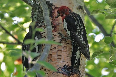 Red-breasted Sapsuckers