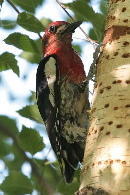 Red-breasted Sapsucker