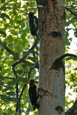 Red-breasted Sapsuckers