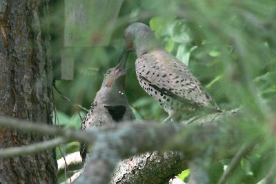 Red-shafted Northern Flickers