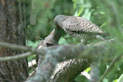 Red-shafted Northern Flickers
