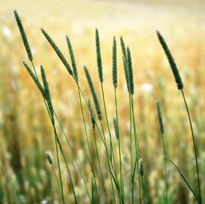 timothy grass